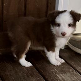 Red Tri - Red tri male Toy Australian Shepherd puppy in Stephenville, Texas from Rockin J Lil Aussies
