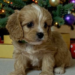 Jerry - Apricot male Cavapoo puppy in Oklahoma from Rocky Oak Cavaliers & Biewer Terriers LLC