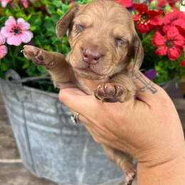 Boy two - Dapple male Dachshund puppy in Payette, Idaho from NT Mini Doxies