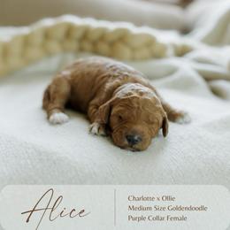 Alice - Red  female Goldendoodle puppy in Hiddenite, North Carolina from Rose and Reid Doodles