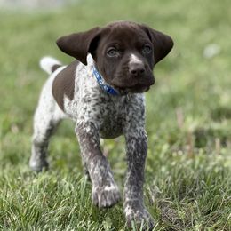 German Shorthaired Pointer Puppies from Upland Points Gun Dogs