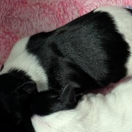 Winx - Black and white female Havanese puppy in Anderson, South Carolina from Moe's Goldens and HavAntics