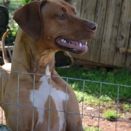Rhodesian Ridgeback All Grown Up from Indaba Ridgebacks