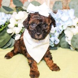 Olive - Sable female Poodle puppy in Hugo, Oklahoma from Ann R.