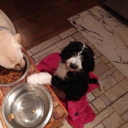 Goldendoodle, Golden Retriever, and Sheepadoodle Puppies from Guppy Puppies