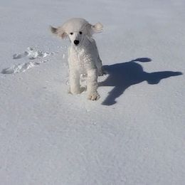 Poodle Puppies from Suzie's Poodles
