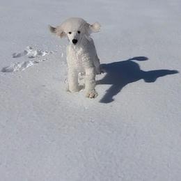 Poodle Puppies from Suzie's Poodles