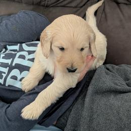 Nala - Apricot female Goldendoodle puppy in Hollow Rock, Tennessee from Cedarhills