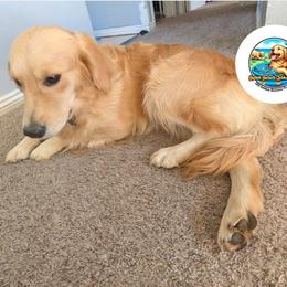 Riley - Golden Retriever