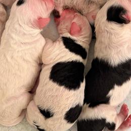 Cowgirl - Black and white female Sheepadoodle puppy in Vernonia, Oregon from Life Unleashed Farm
