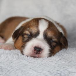 Fred - Red male Pembroke Welsh Corgi puppy in Goliad, Texas from Rogers’ Fluffy Butt Corgis