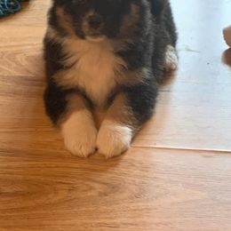 Australian Shepherd Puppies from CinchTight