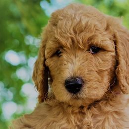 Daisy - Apricot Goldendoodle puppy in Greer, South Carolina from South Paw Doodles
