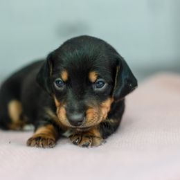 Dachshund Puppies from Beyond the Tail