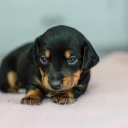 Dachshund Puppies from Beyond the Tail