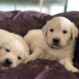 Golden Retriever Puppies from Brightside Goldens