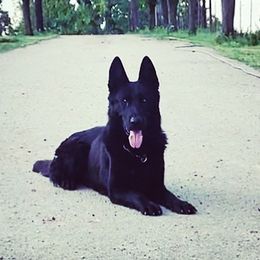 German Shepherds from P9:13 Dog Kennel