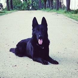 German Shepherds from P9:13 Dog Kennel