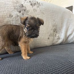 Maize - Belge female Brussels Griffon puppy in Manteca, California from Middletown Dreams