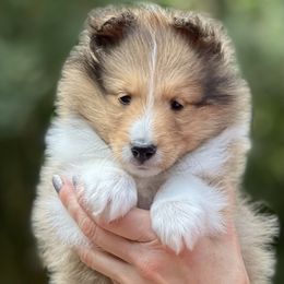 Shetland Sheepdog Puppies from Solange Shelties