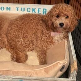 Goldendoodles from Dee Dee’s Mini Golden Doodles