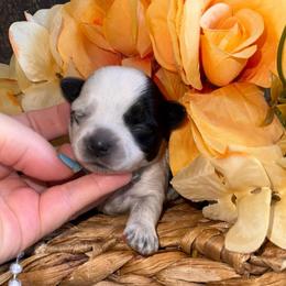 Ransom - Parti male Yorkshire Terrier puppy in Howe, Oklahoma from Ray Holder