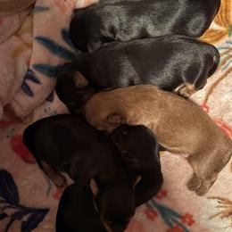 Yorkshire Terrier puppies from Patricia Diffey