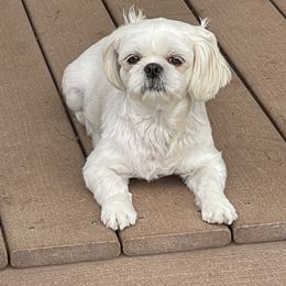 Shih Tzu Puppies from Wachowicz Shihtzu