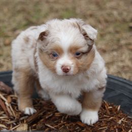 Australian Shepherd, Miniature Australian Shepherd, and Toy Australian Shepherd Puppies from Triple Lake Ranch Miniature Australian Shepherds