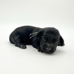 Clover (solid black) - Black male Dachshund puppy in Waddell, Arizona from Neu Doxies