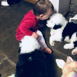 Old English Sheepdog Puppies from Bumblebears Old English Sheepdogs