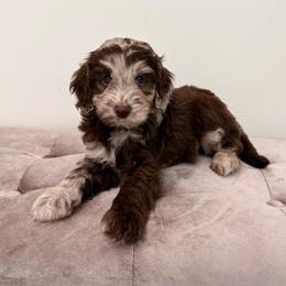 Yancy - Merle male Goldendoodle puppy in Allen, Texas from Calena’s Doodles