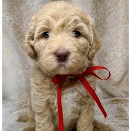 Serenity - Caramel cream female Australian Labradoodle puppy in Upland, California from Kings Labradoodles