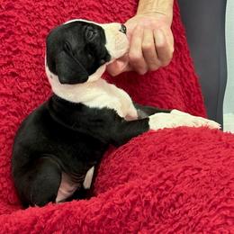 Mantle girl 1 - Mantle female Great Dane puppy in Westville, Florida from Boulder View Danes