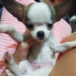 Boy1 - Chocolate brindled fawn male Chihuahua puppy in Oklahoma City, Oklahoma from Teacup Chihuahuas and Friends