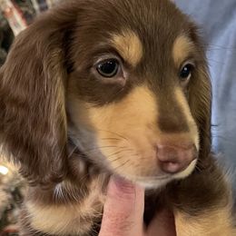 Prancer - Dachshund puppy in Tennessee from The Dapper Dachshund