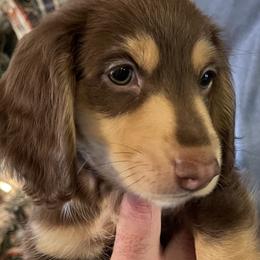 Prancer - Dachshund puppy in Tennessee from The Dapper Dachshund
