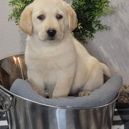 Labrador Retriever and Scottish Terrier Puppies from Stephanie Shelton's Labs and Scottish Terriers