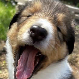 Collies from Kimberly Robillard