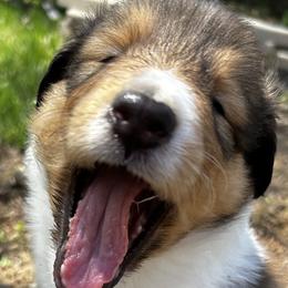 Collies from Kimberly Robillard