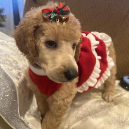 Rosie - Apricot female Poodle puppy in Mobile, Alabama from Semmy’s Standard Poodle LLC