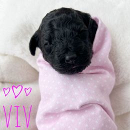 Viv - Phantom female Goldendoodle puppy in Warrensburg, Missouri from Supreme Doodles