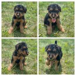 Airedale Terrier, Lakeland Terrier, and Welsh Terrier Puppies from Anne's Pups