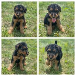 Airedale Terrier, Lakeland Terrier, and Welsh Terrier Puppies from Anne's Pups