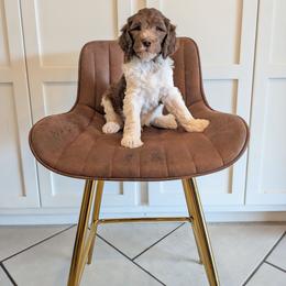 Oakley - Chocolate male Goldendoodle puppy in Prattville, Alabama from Jericho Junction Doodles and Poodles