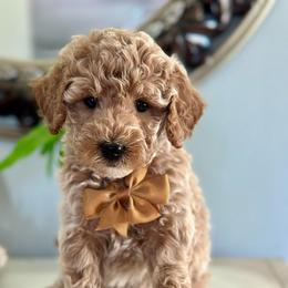 Atlas - Apricot male Goldendoodle puppy in Adolphus, Kentucky from Deerly Poodles