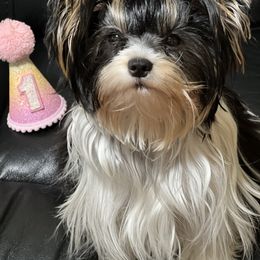 Chanel - Biewer Terrier
