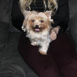 Zinnia - Yorkshire Terrier