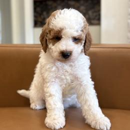 Bo - Apricot male Goldendoodle puppy in Berlin, Ohio from Doodle Babys