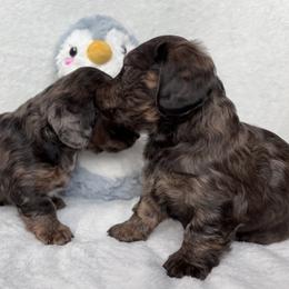 Dachshund Puppies from A Anchor Farm